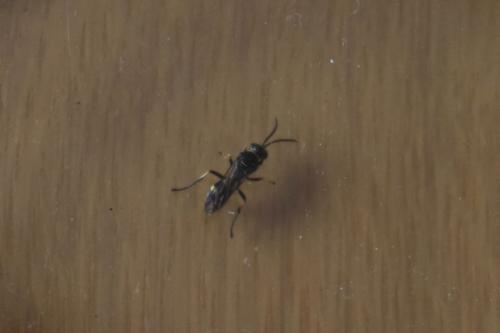 Bembicinae
